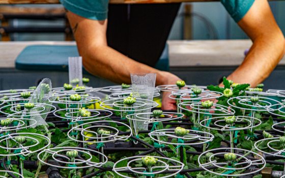 The arms of a person working with chrysanthemum blooms.